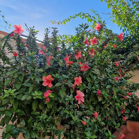 Casa Corte Fiorita * San Vito Lo Capo